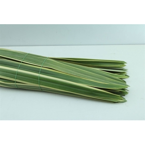 Phormium Tenax