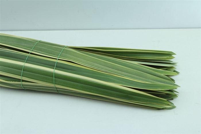 <h4>Phormium Tenax 100cm</h4>