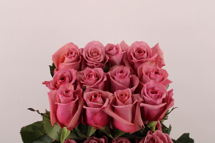 <h4>R Gr Barista</h4>