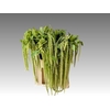 Amaranthus caudatus 'Viridis'