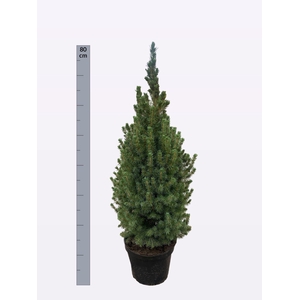 PICEA GL DECEMBER