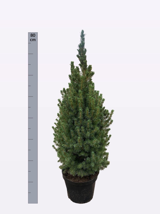 <h4>PICEA GL DECEMBER</h4>