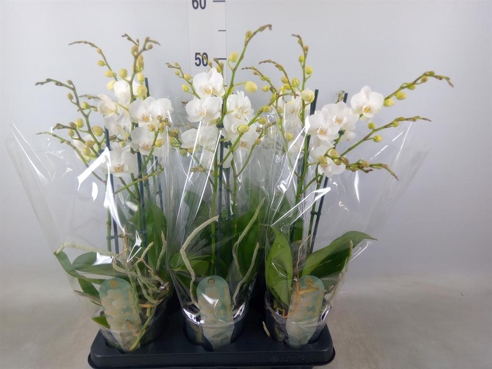 <h4>Phalaenopsis multi. ...white</h4>