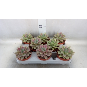 Succulents   ...