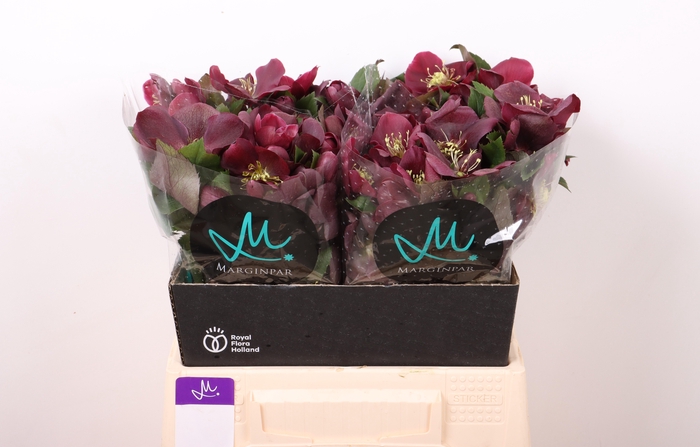 <h4>HELL CLASSIC ONE</h4>