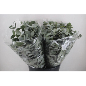 Euca Cinerea Short 150gr P Bunch