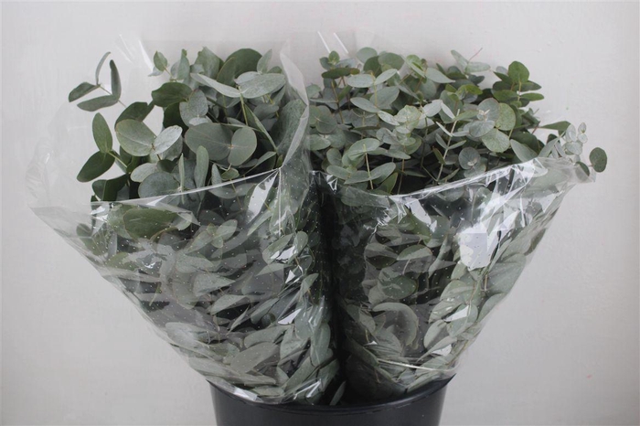 <h4>Euca Cinerea Short 150gr P Bunch</h4>