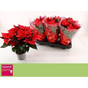 EUPHOR POINSETTIA RED 6+ P13