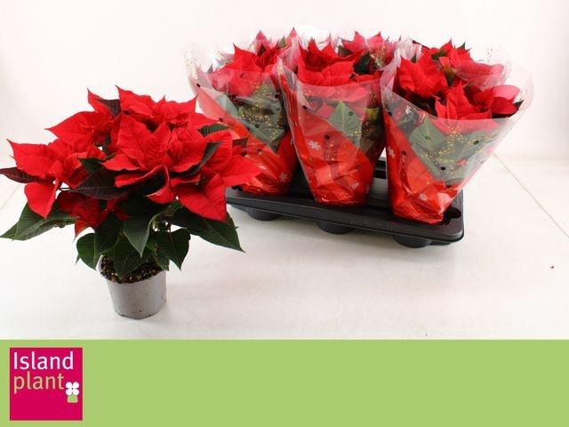 <h4>EUPHOR POINSETTIA RED 6+ P13</h4>