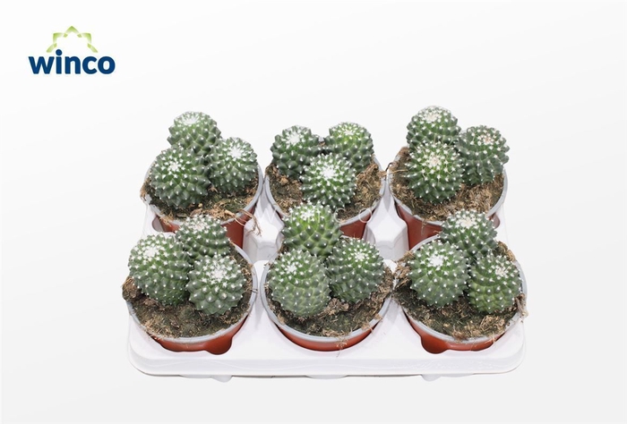 Mammillaria Toluca (group)