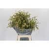 Chasmanthium Green