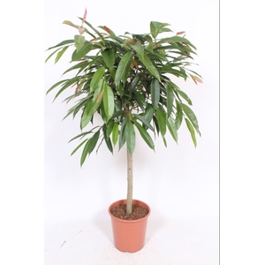 Ficus Amstel King