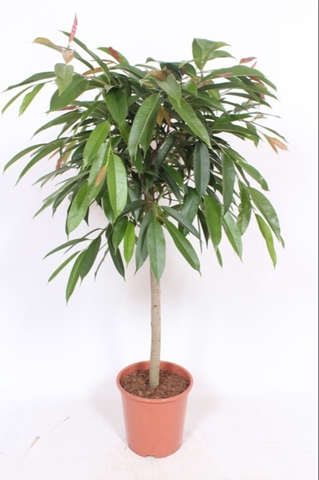 Ficus Amstel King