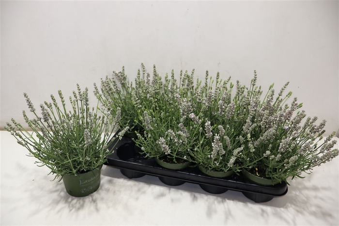 arr8 Lavan An Aroma White