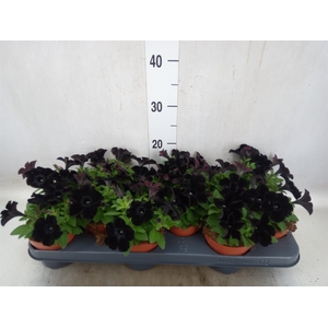 Petunia  'Potunia Black Ice'