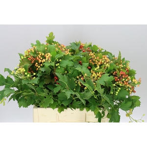 Viburnum Op Compactum