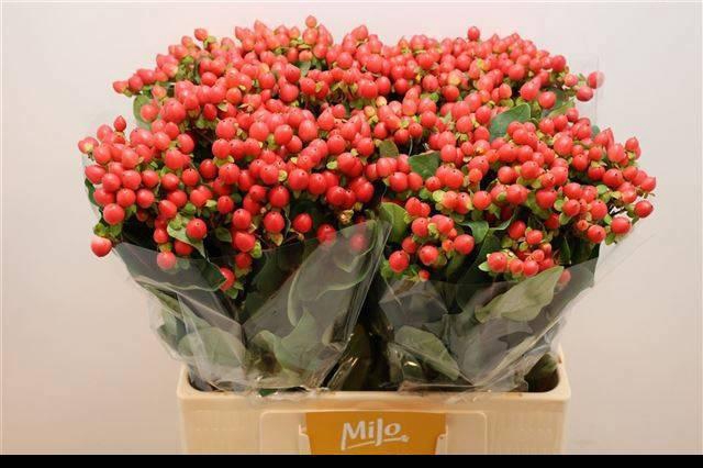 <h4>HYP MAG ROYAL RED</h4>