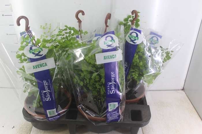 <h4>AVENCA VARIADA C21</h4>