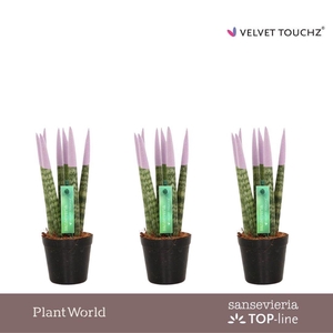 Sansevieria VELVET TOUCHZ® Pastel Paars