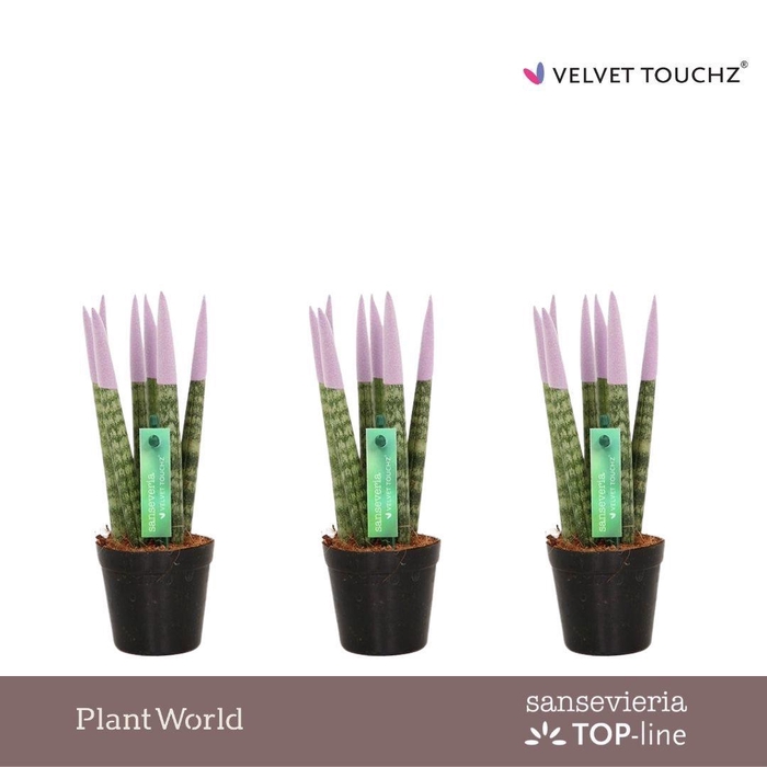 <h4>Sansevieria VELVET TOUCHZ® Pastel Paars</h4>