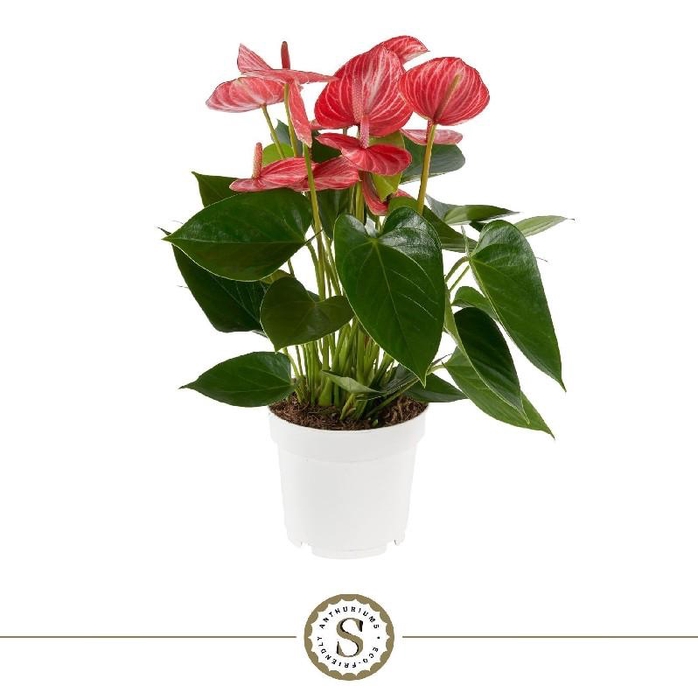 Anthurium Andreanum Livium Ruby