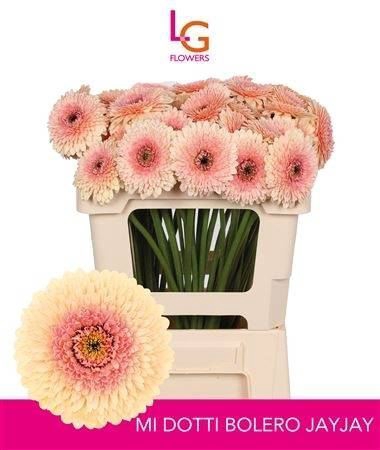 <h4>Gerbera mini bolvormig Bolero Tintin</h4>