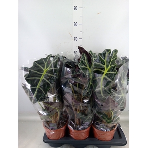 Alocasia amazonica 'Polly'