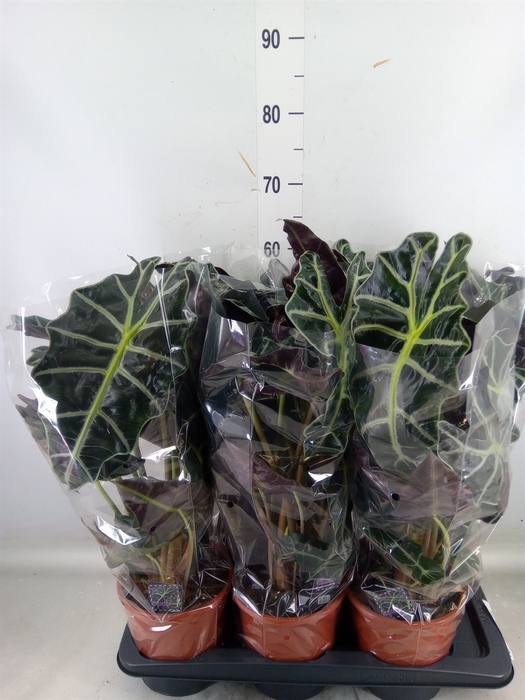 <h4>Alocasia amazonica 'Polly'</h4>