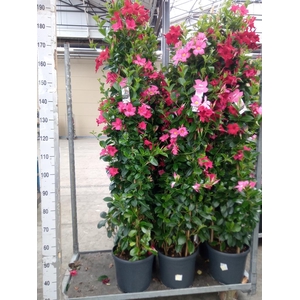 Mandevilla   ...