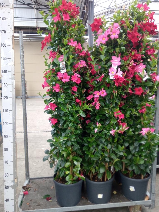 <h4>Mandevilla   ...</h4>