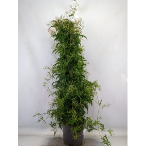 Jasminum polyanthum