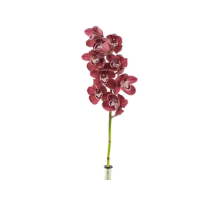 CYMBIDIUM VINHO