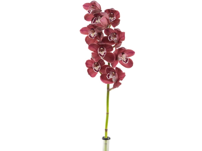 CYMBIDIUM VINHO