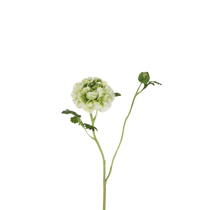 Ranunculus 60cm x7