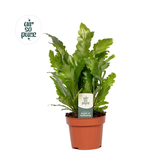 <h4>Asplenium Campio - Air So Pure</h4>