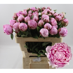 PAEO L SARA BERNHARD