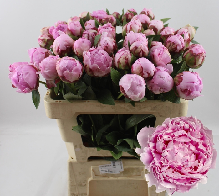 <h4>PAEO L SARA BERNHARD</h4>