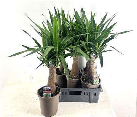 <h4>Yuc Elephantipes 2+ P19.</h4>