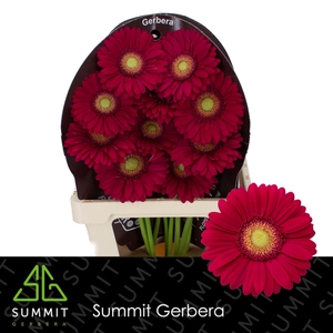 Gerbera Ambassador Flowerracket