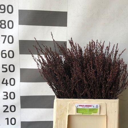 <h4>MYRICA GALE</h4>