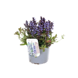 Ajuga reptans Chocolate Chips