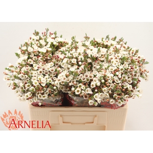 Chamelaucium Moonlight Delight