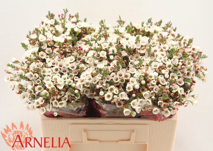 <h4>Chamelaucium Moonlight Delight</h4>