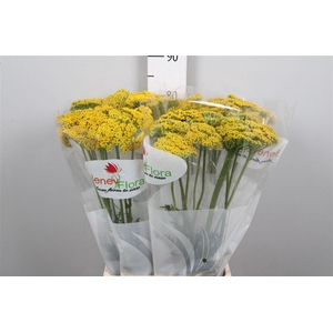Achil F Parker Variety