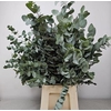 EUC CINEREA PER BUNCH 300GR