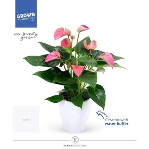 Anthurium - KARMA Joli Pink | Sierpot + waterreservoir