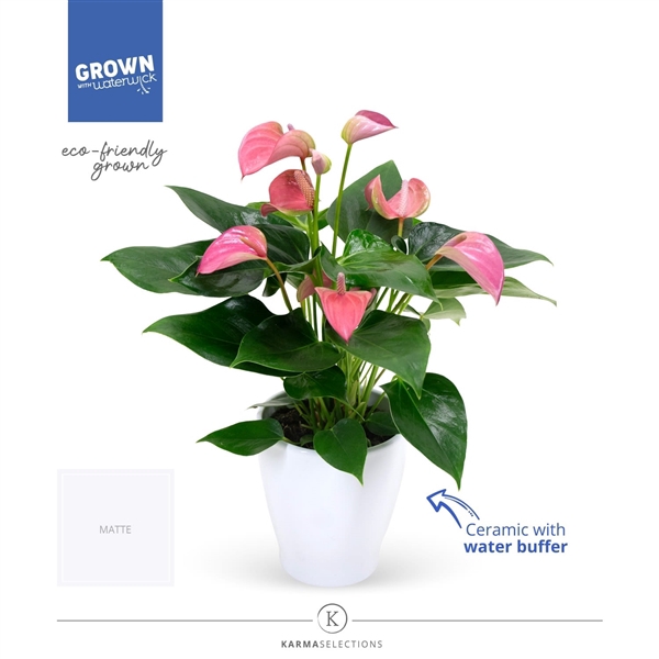 <h4>Anthurium - KARMA Joli Pink | Sierpot + waterreservoir</h4>