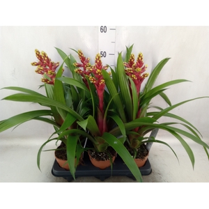 Guzmania   ...