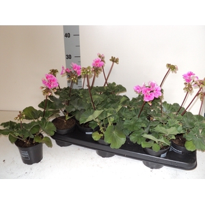 PEL ZON SA LA SPLASH