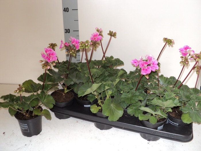 <h4>PEL ZON SA LA SPLASH</h4>